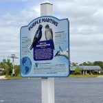 Disney Conservation Is On Full Display With Purple Martin NEST Checks At Walt Disney World