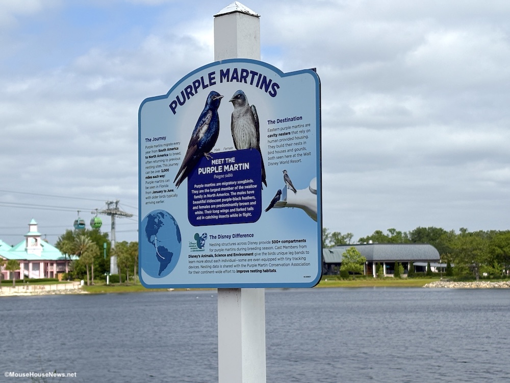 Disney Conservation Is On Full Display With Purple Martin NEST Checks At Walt Disney World